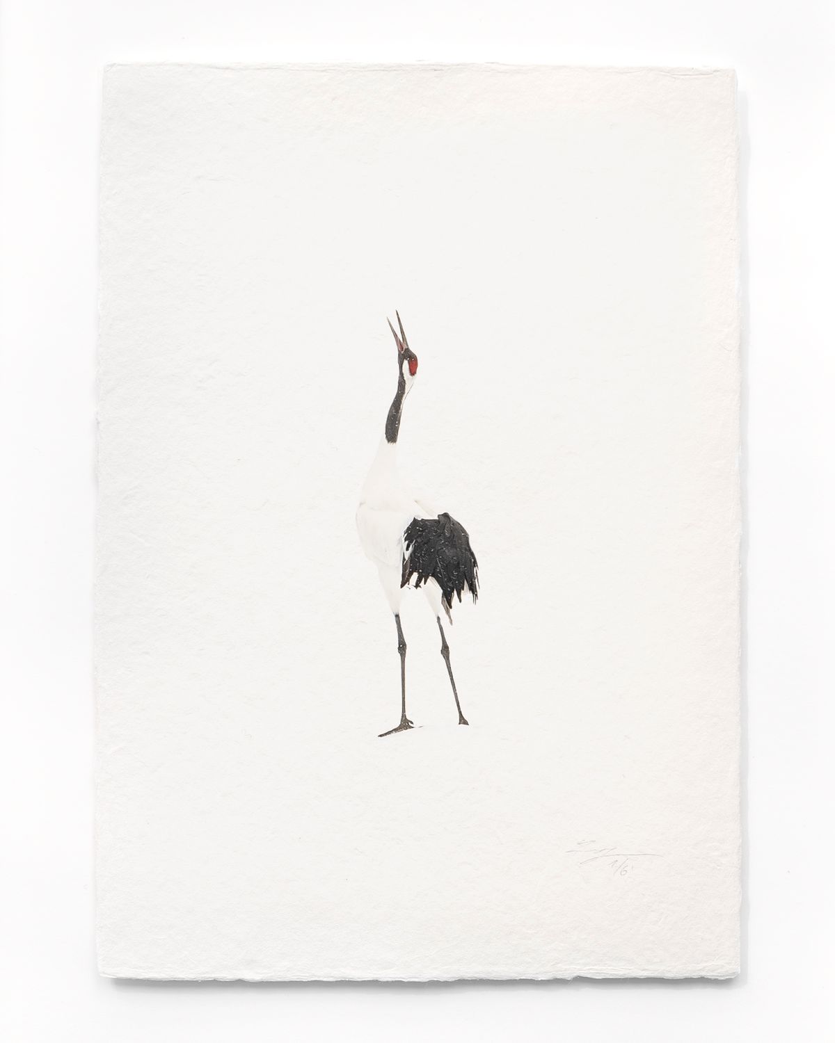Tanchōdzuru #002 - Limited Edition Print on handmade Washi Paper