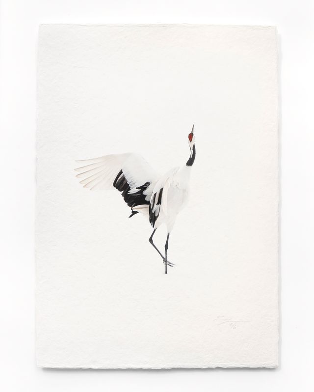 Tanchōdzuru #043 - Limited Edition Print on handmade Washi Paper