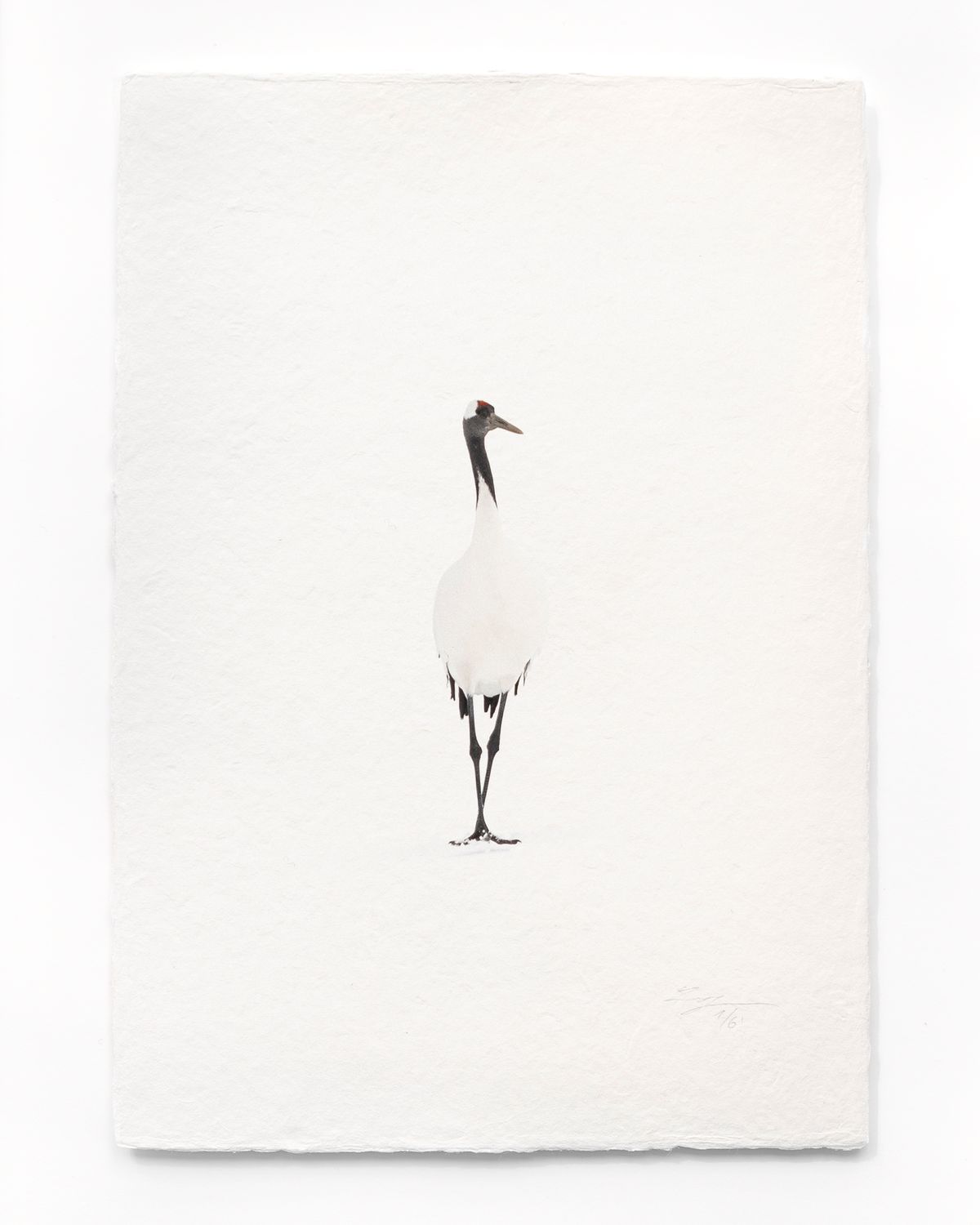 Tanchōdzuru #065 - Limited Edition Print on handmade Washi Paper
