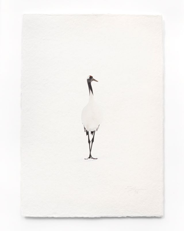 Tanchōdzuru #065 - Limited Edition Print on handmade Washi Paper