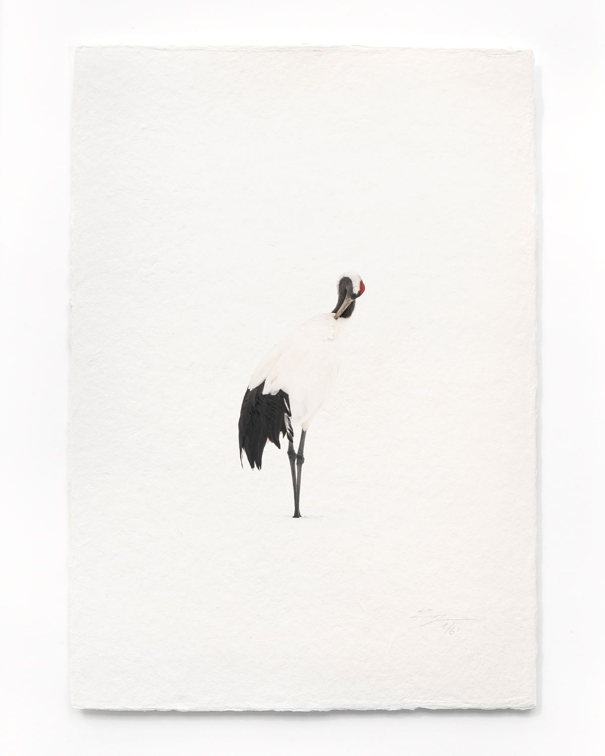 Tanchōdzuru #079 - Limited Edition Print on handmade Washi Paper