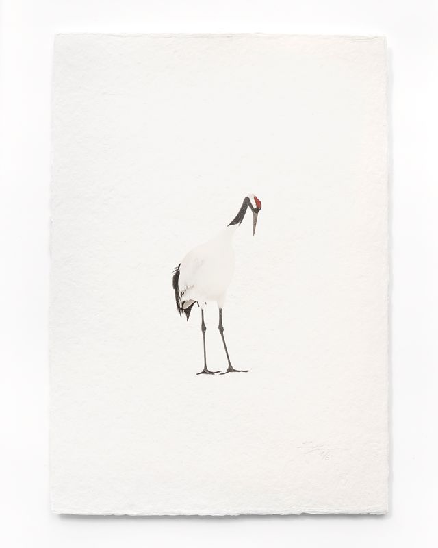 Tanchōdzuru #003 - Limited Edition Print on handmade Washi Paper