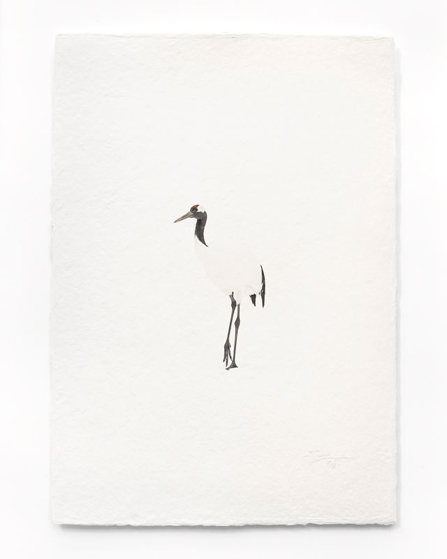Tanchōdzuru #014 - Limited Edition Print on handmade Washi Paper