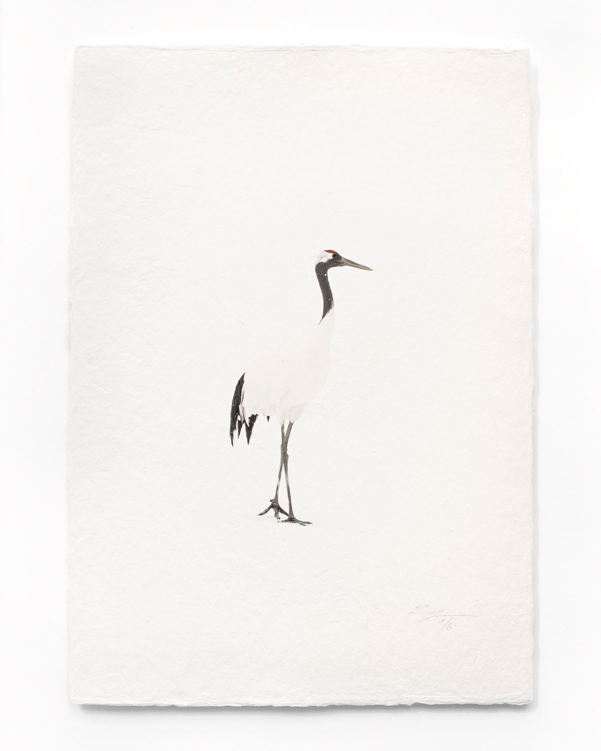 Tanchōdzuru #032 - Limited Edition Print on handmade Washi Paper