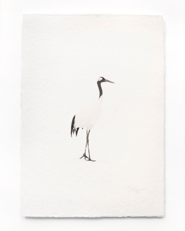 Tanchōdzuru #032 - Limited Edition Print on handmade Washi Paper
