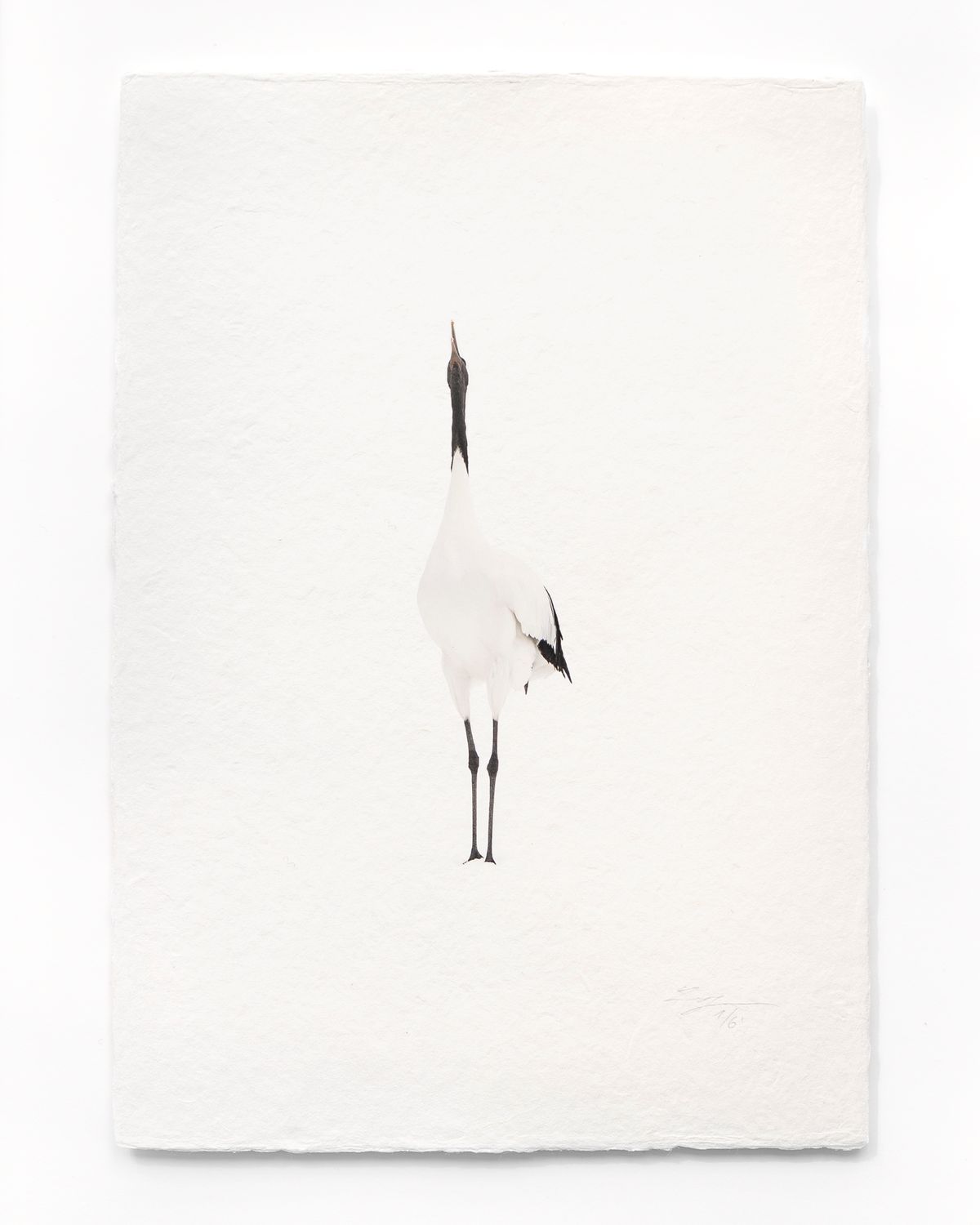 Tanchōdzuru #044 - Limited Edition Print on handmade Washi Paper