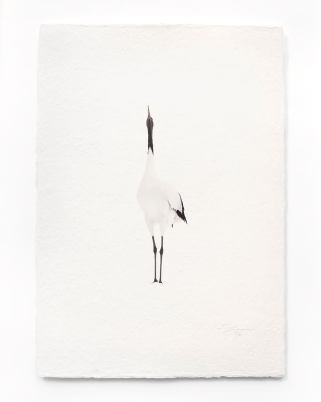Tanchōdzuru #044 - Limited Edition Print on handmade Washi Paper