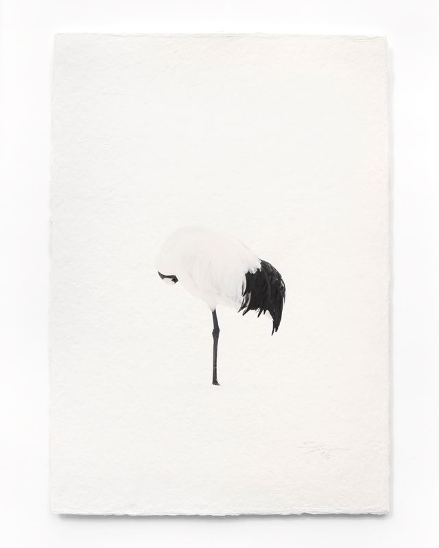 Tanchōdzuru #046 - Limited Edition Print on handmade Washi Paper