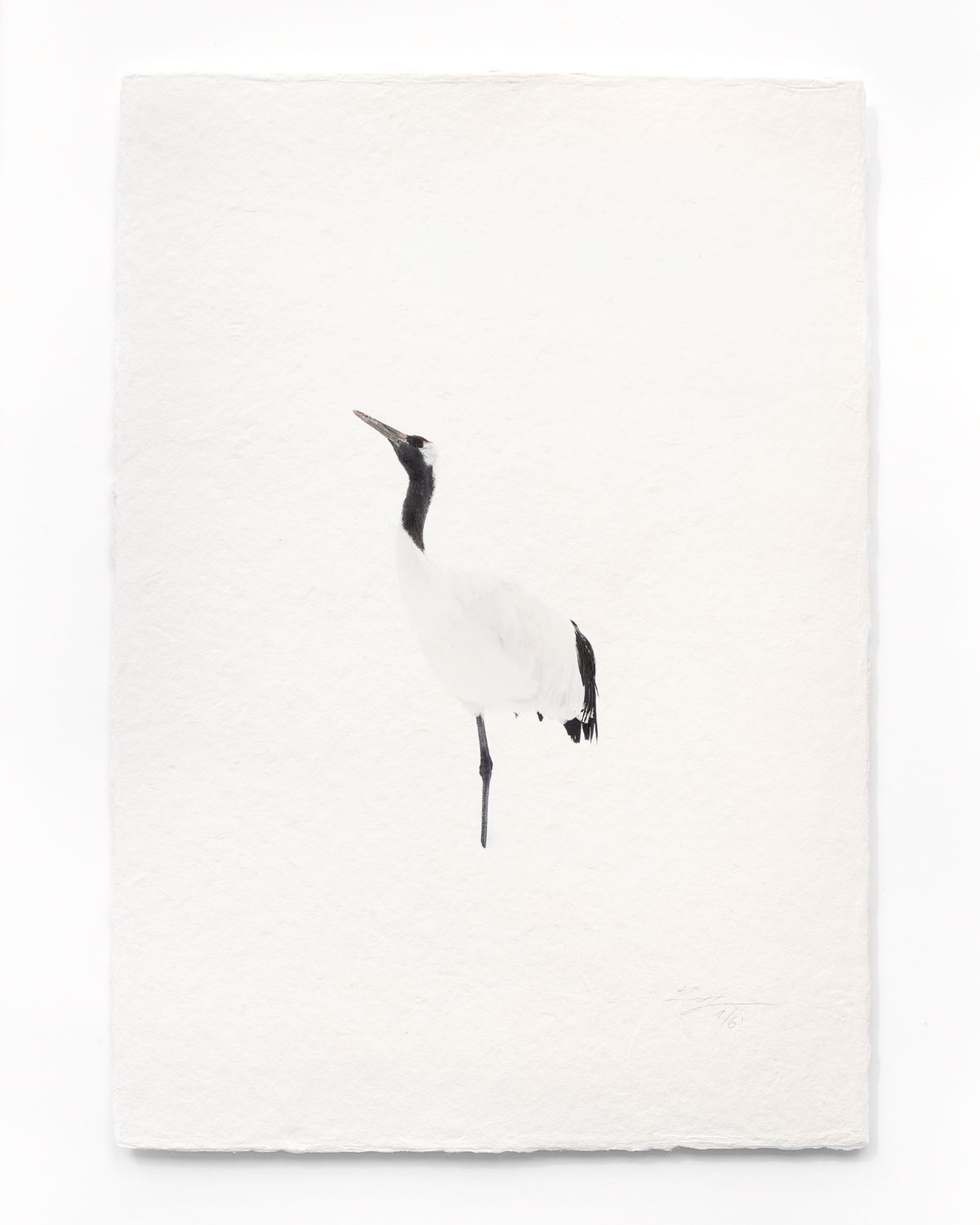Tanchōdzuru #048 - Limited Edition Print on handmade Washi Paper