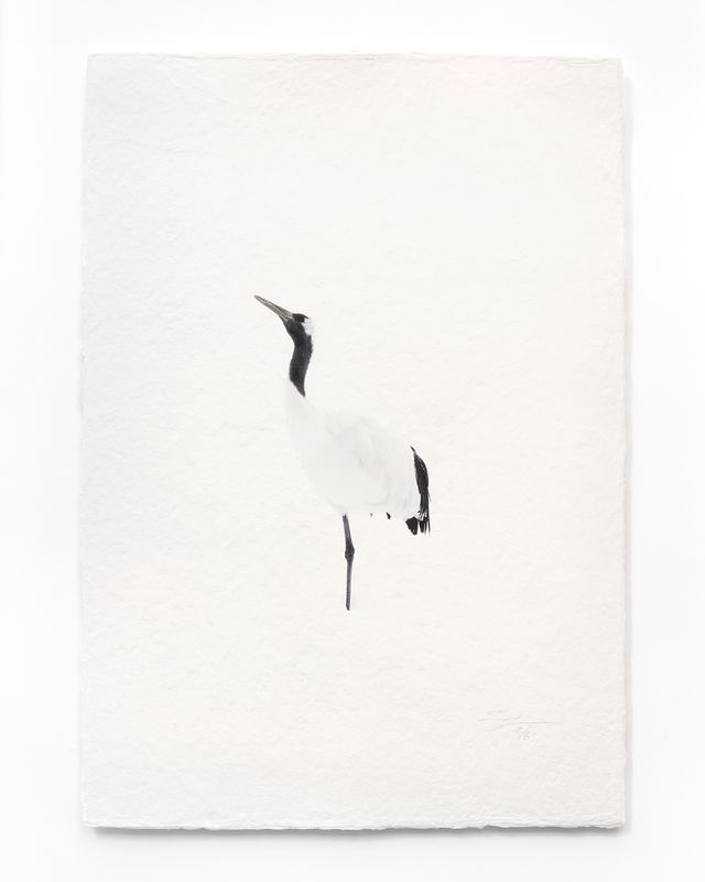 Tanchōdzuru #048 - Limited Edition Print on handmade Washi Paper