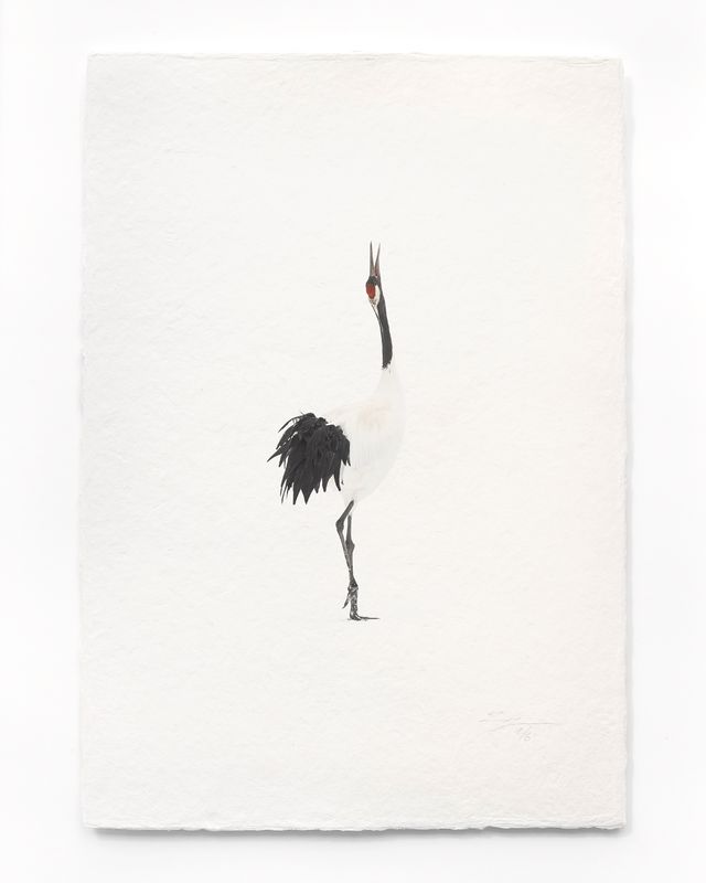 Tanchōdzuru #056 - Limited Edition Print on handmade Washi Paper
