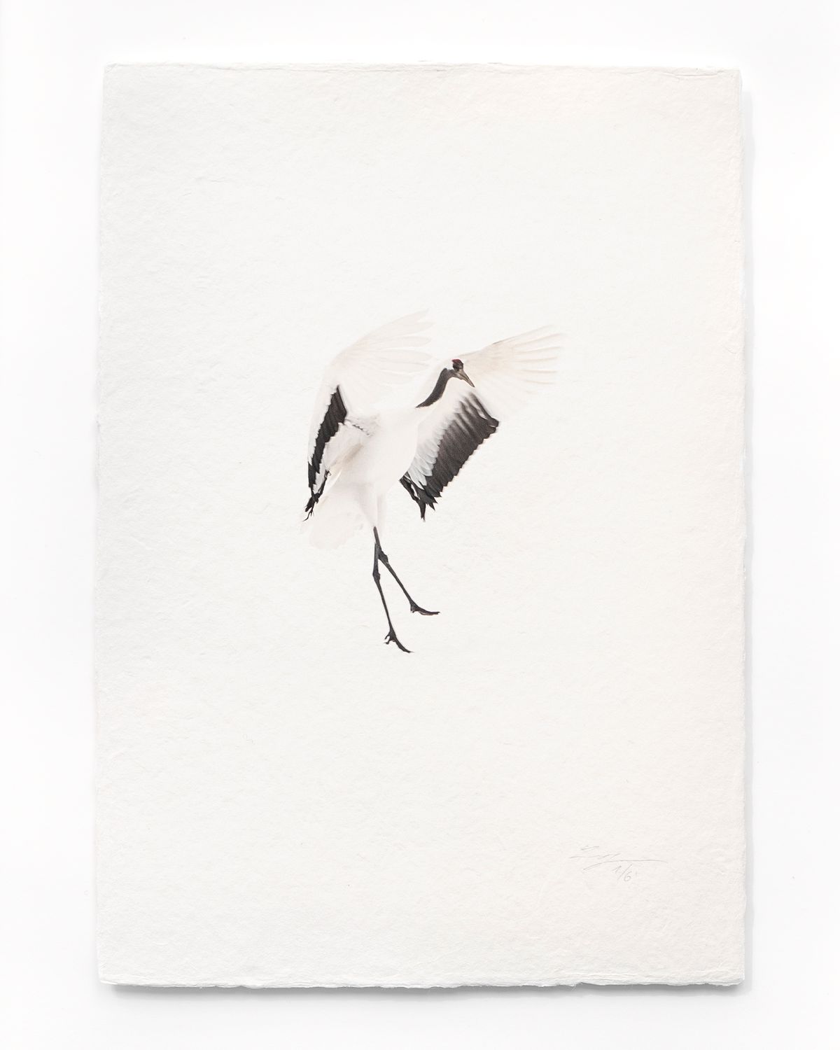 Tanchōdzuru #077 - Limited Edition Print on handmade Washi Paper