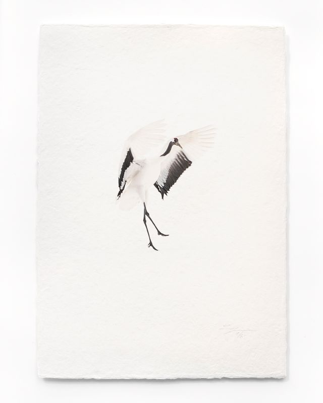 Tanchōdzuru #077 - Limited Edition Print on handmade Washi Paper