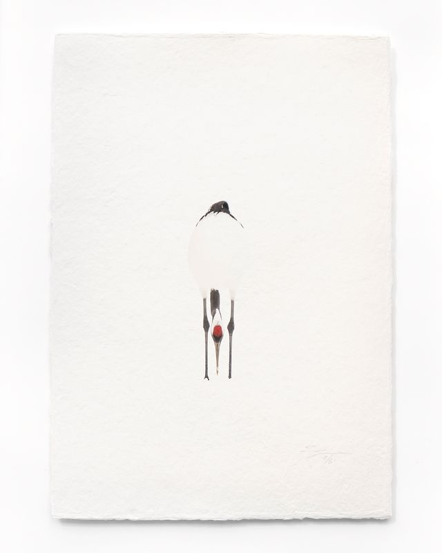 Tanchōdzuru #080 - Limited Edition Print on handmade Washi Paper