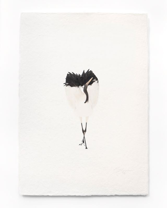 Tanchōdzuru #084 - Limited Edition Print on handmade Washi Paper