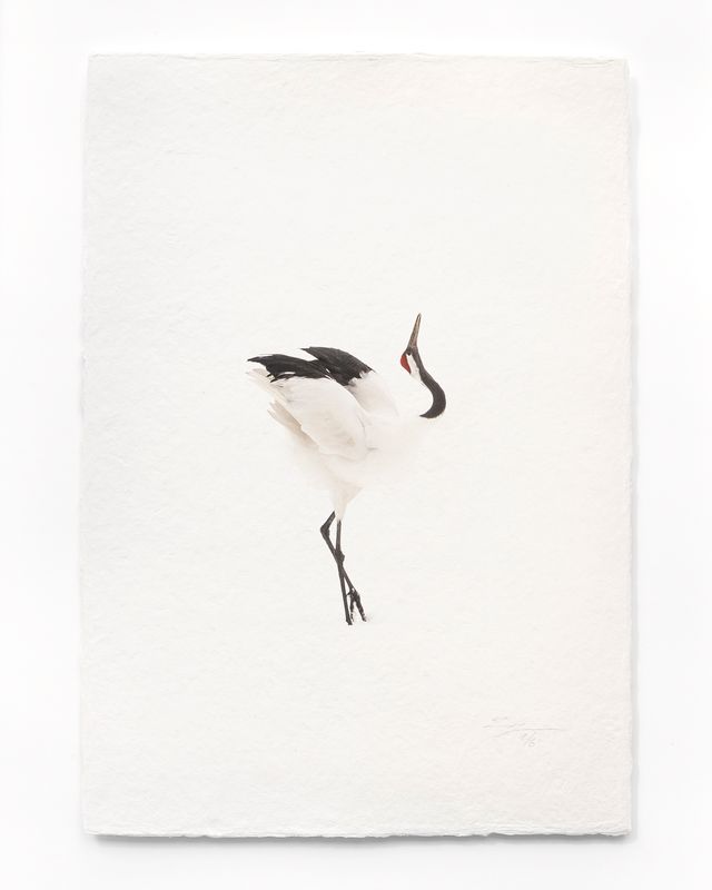 Tanchōdzuru #085 - Limited Edition Print on handmade Washi Paper