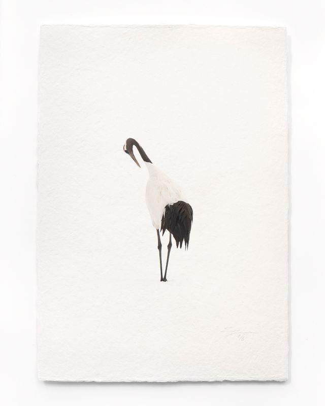 Tanchōdzuru #089 - Limited Edition Print on handmade Washi Paper