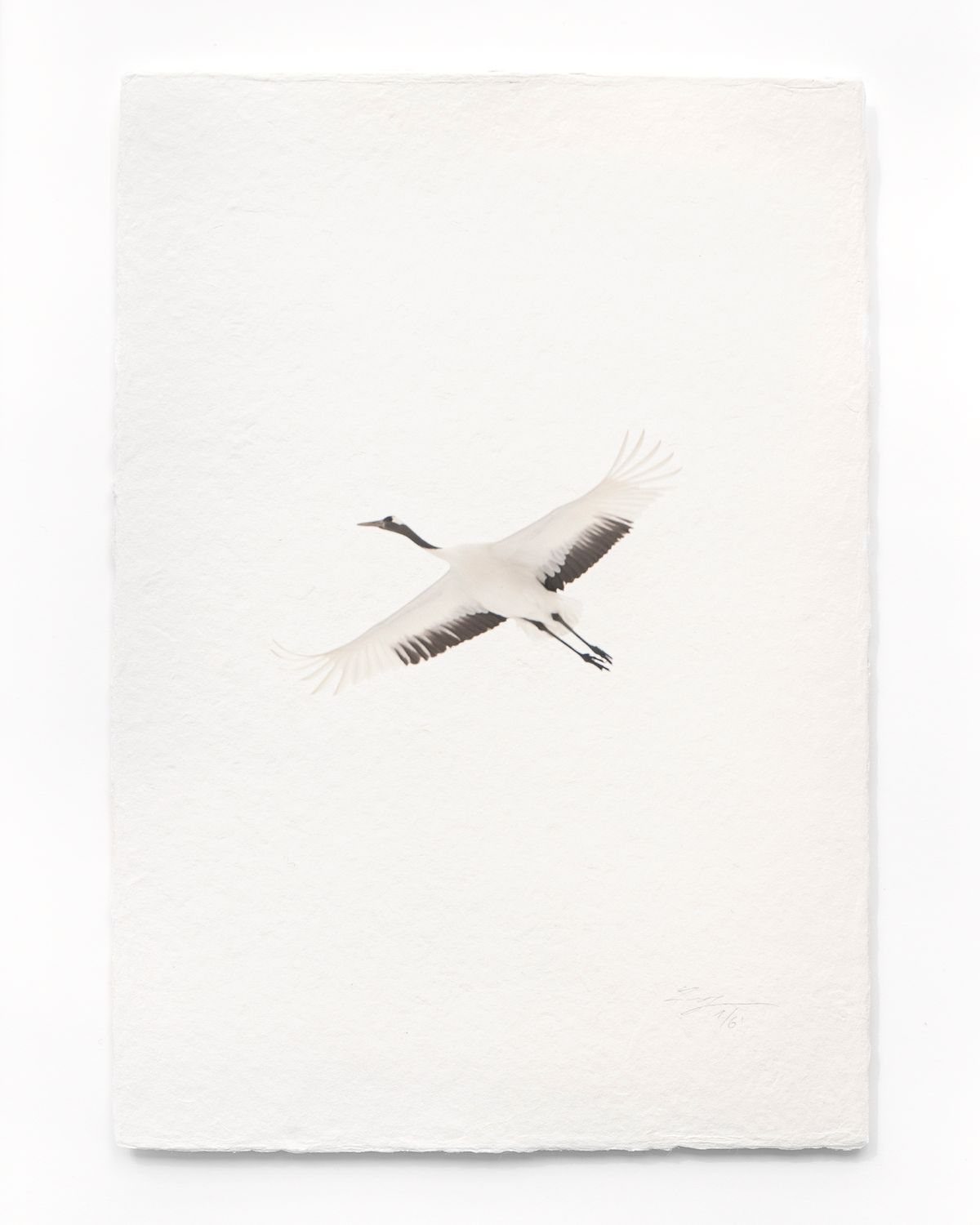 Tanchōdzuru #090 - Limited Edition Print on handmade Washi Paper