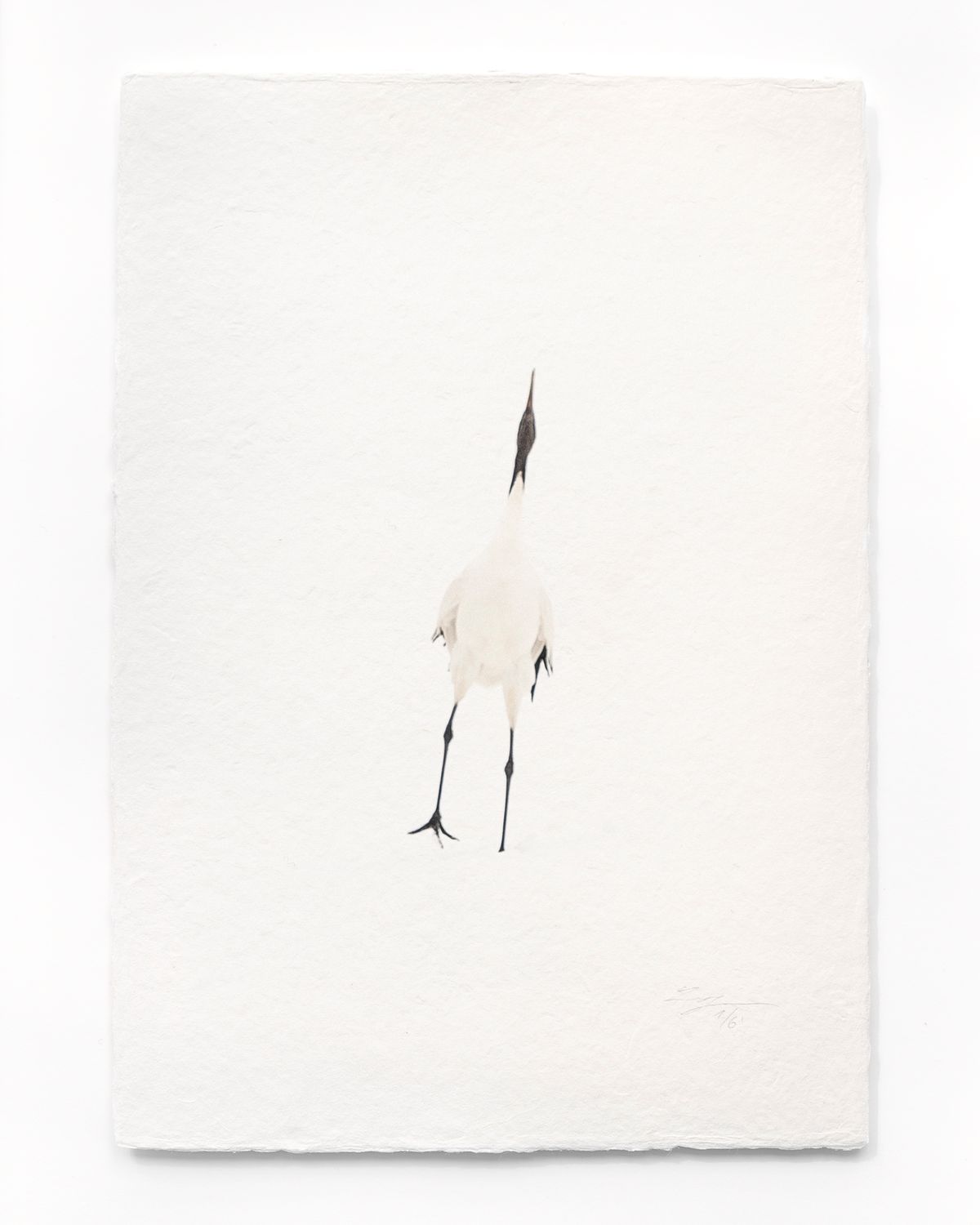 Tanchōdzuru #087 - Limited Edition Print on handmade Washi Paper