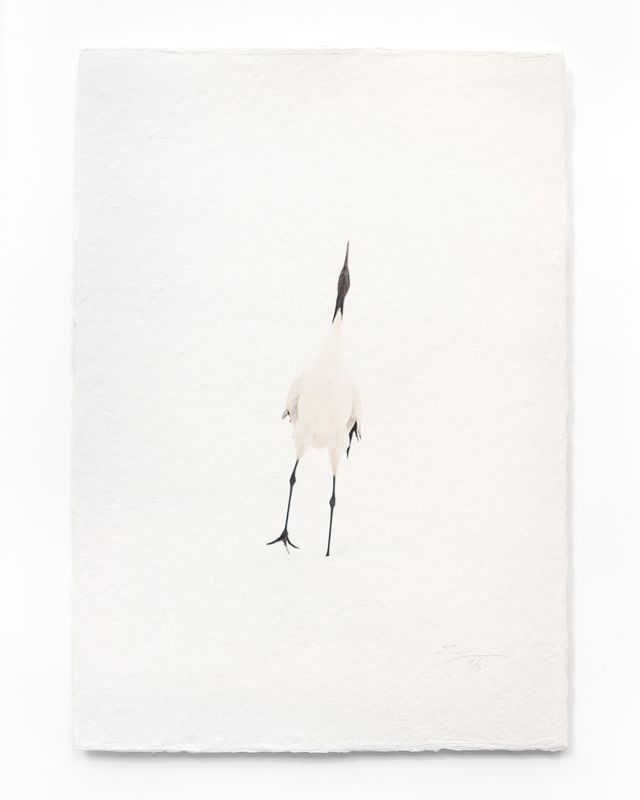 Tanchōdzuru #087 - Limited Edition Print on handmade Washi Paper