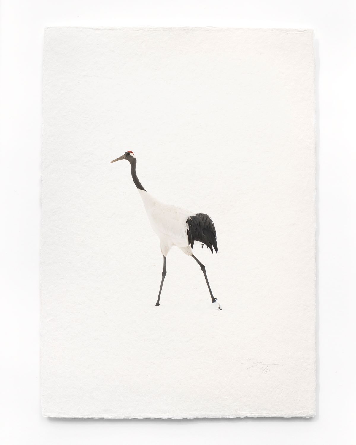 Tanchōdzuru #088 - Limited Edition Print on handmade Washi Paper