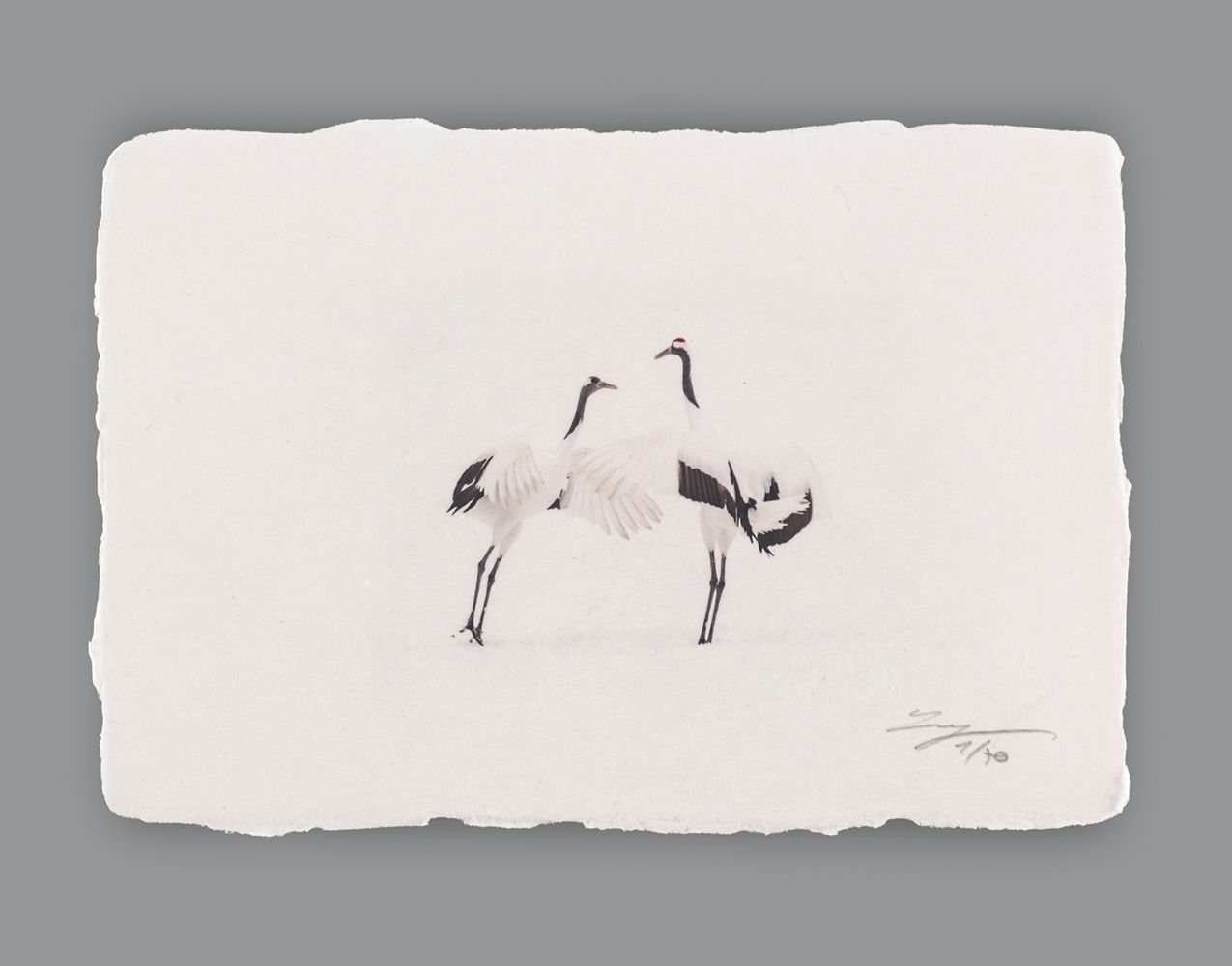 Dancing Cranes IV - Special Limited Edition on handmade Washi Paper