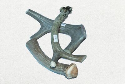 Buck Bone Antlers Deer SINGLE per .ounce  (  . 1 oz)
