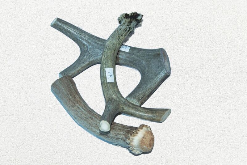 Buck Bone Antlers Deer SINGLE per one ounce (1oz)