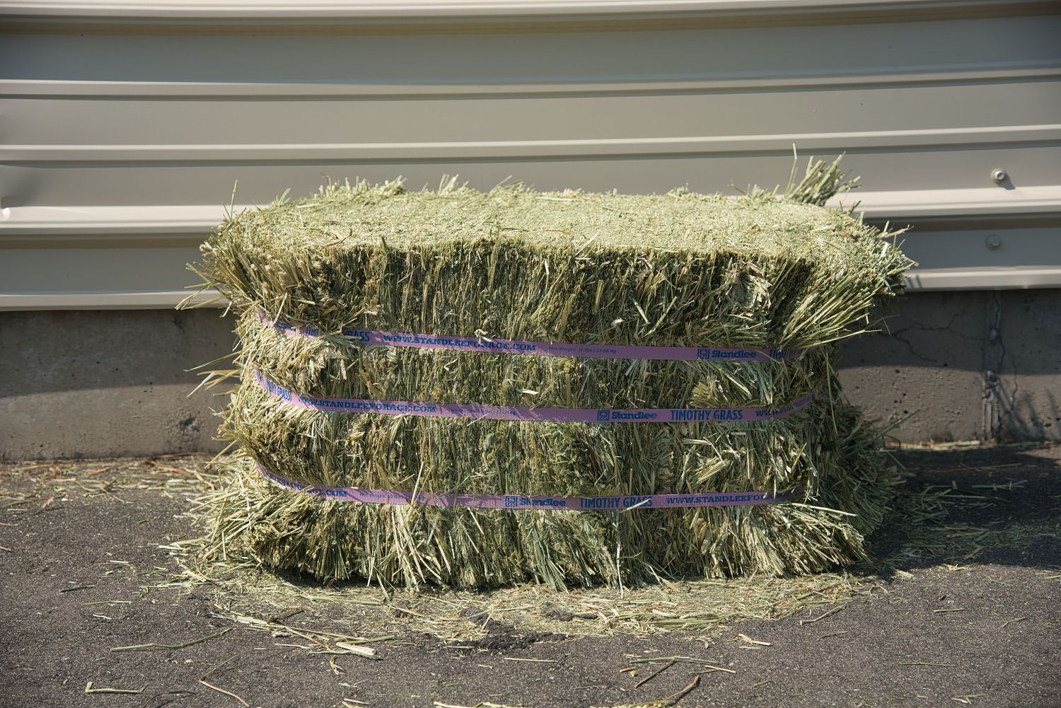 STANDLEE TIMOTHY HAY Bale Compressed  -  50 - LB