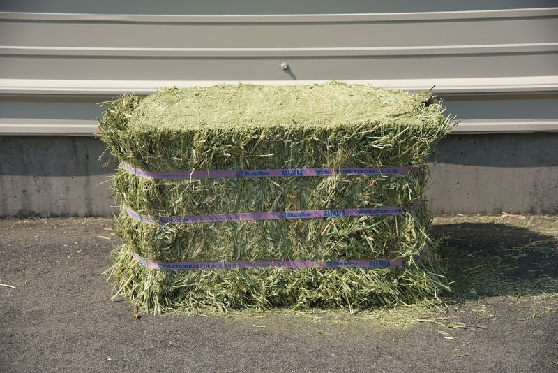 STANDLEE  ALFALFA HAY bale - 50 - LB