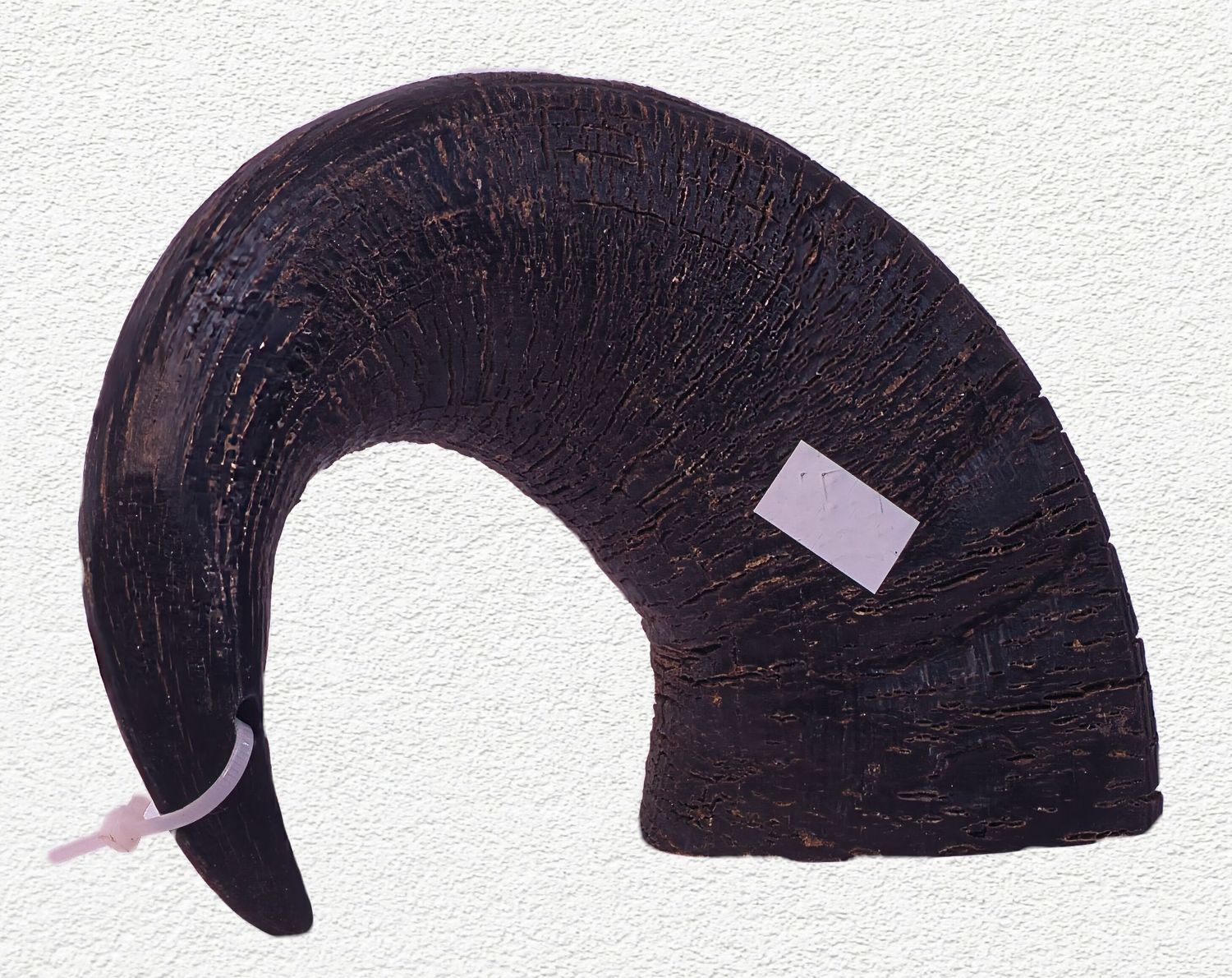 QT Dog Buffalo Hornz Medium Water Buffalo Horn Dog Treat