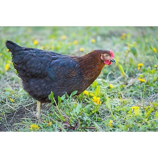 Black Sex Link Chick-Female