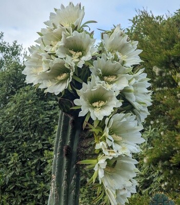 Trichocereus