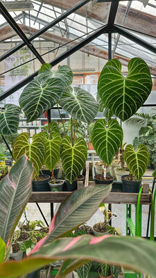 Anthurium 