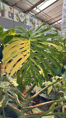 Monstera