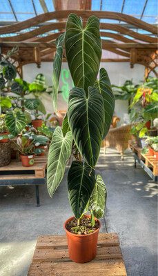 Philodendron 
