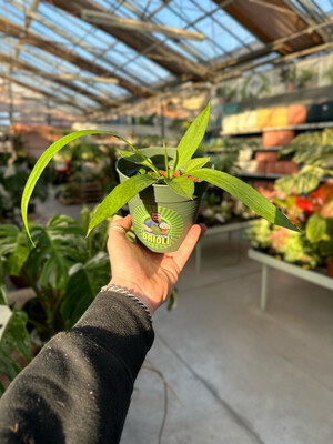 Anthurium vittarifolium vaso cm 10,5