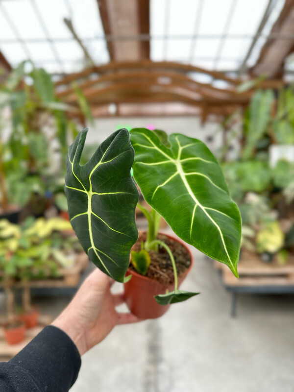 Alocasia frydek vaso cm 12