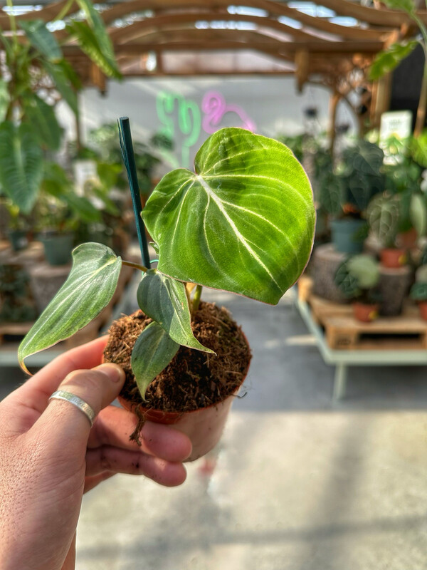 Philodendron gloriosum vaso cm 12