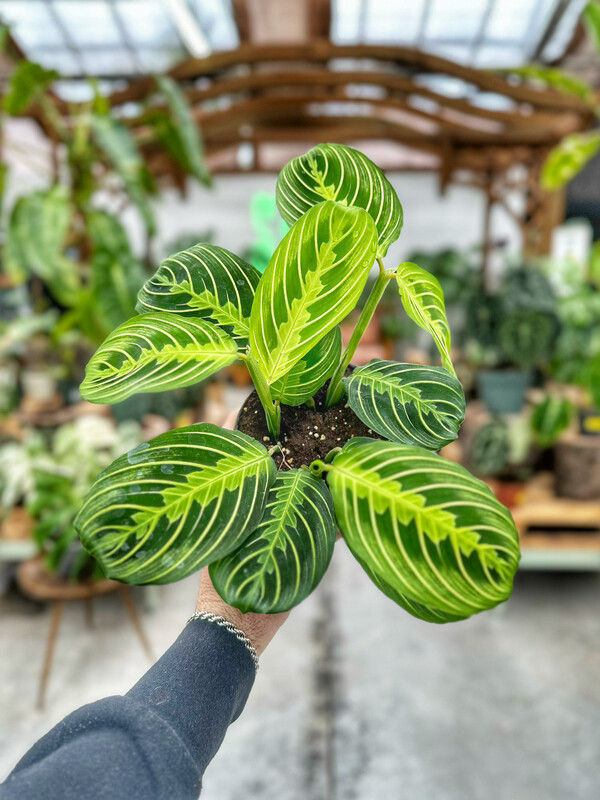 Maranta lemon lime vaso cm 12