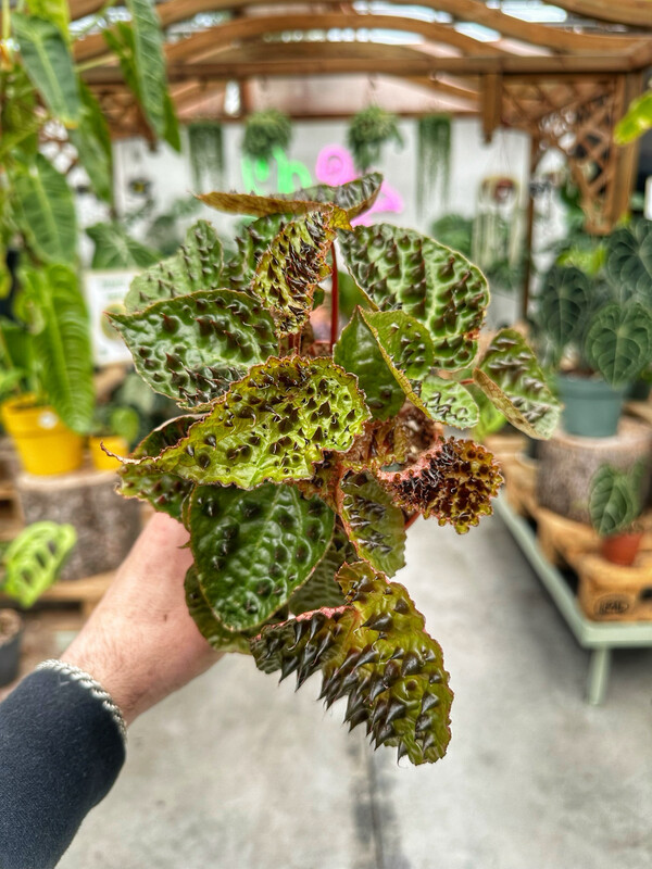Begonia ferox vaso cm 13