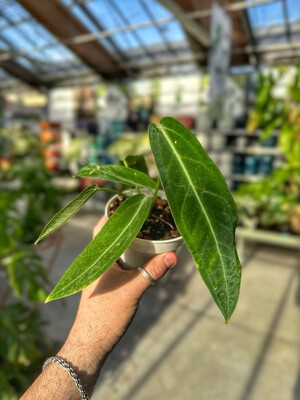 Anthurium waroqueanum vaso cm 11