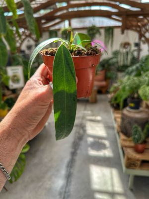 Anthurium wendlingeri vaso cm 10,5