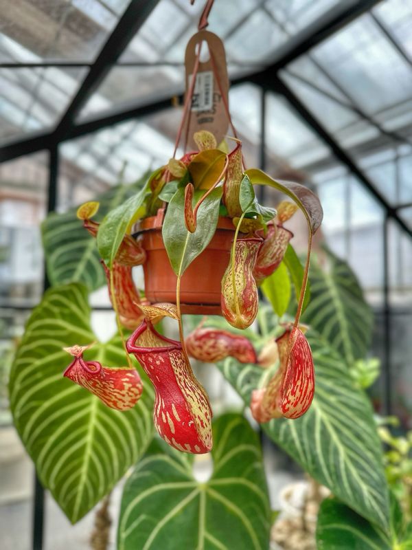 Nepenthes gaya vaso cm 14