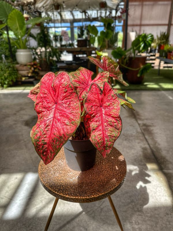 Caladium Lava glow vaso cm 21