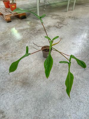 Philodendron josepii vaso cm 14