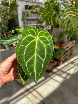 Anthurium magnificum vaso cm 13