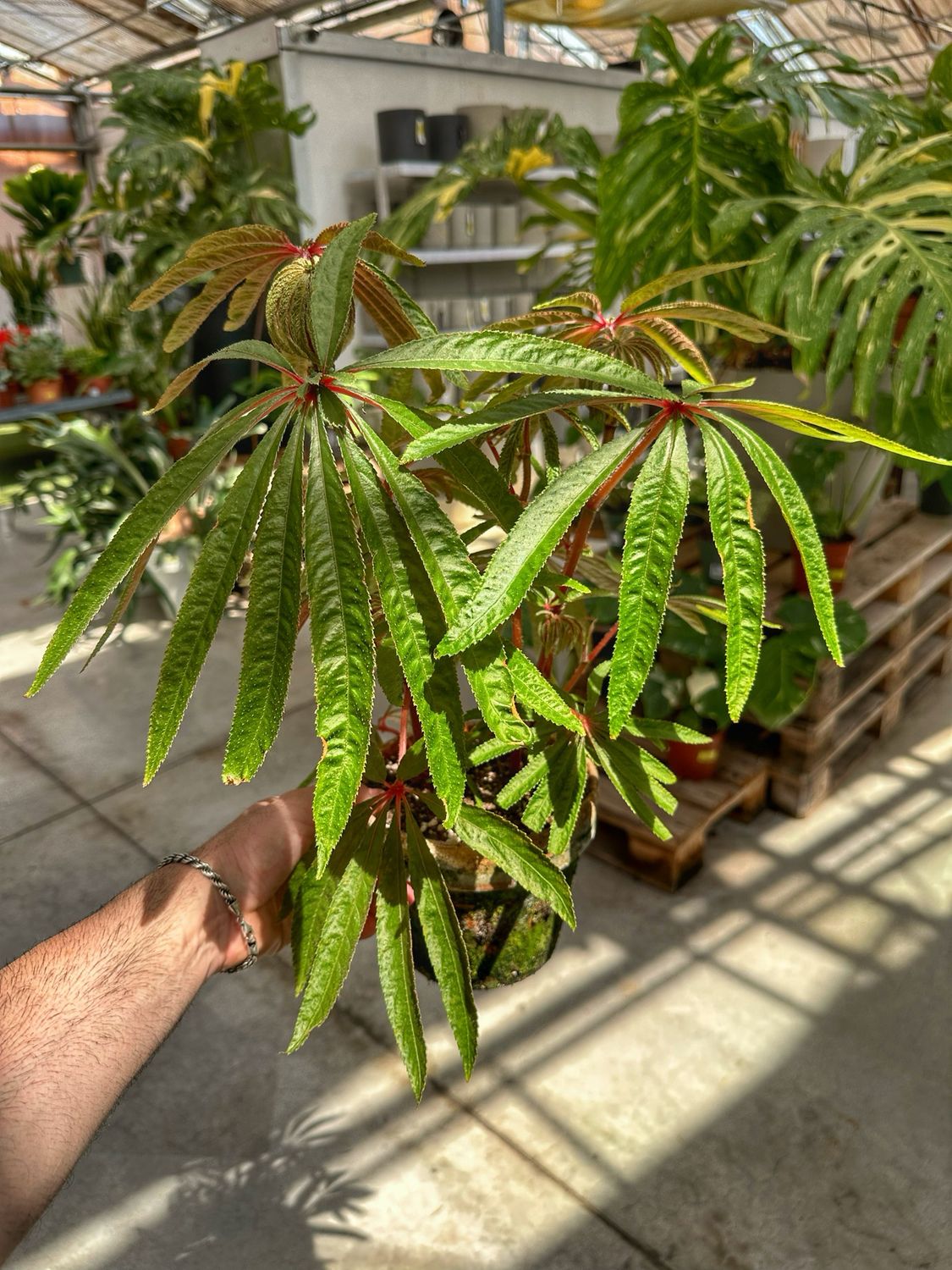 Begonia luxurians ciotola terracotta cm 14