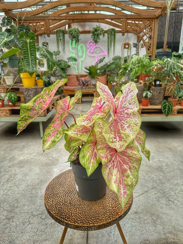 Caladium seafoam pink