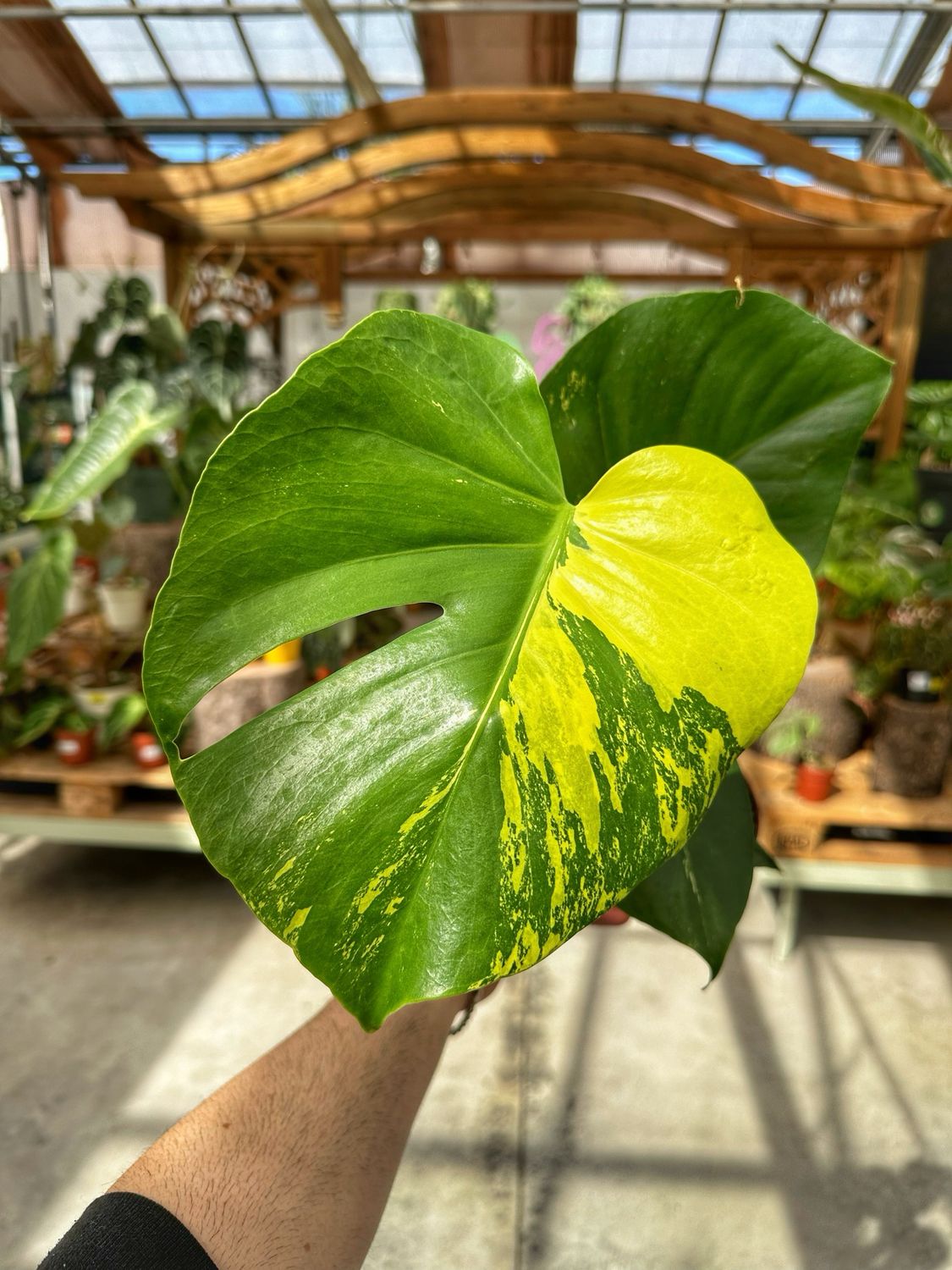 Monstera aurea numero 3 vaso cm 17